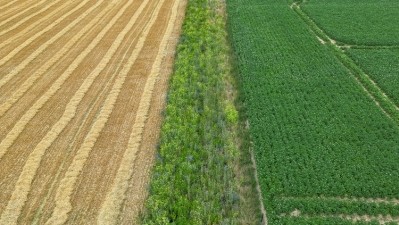 Agrobiodiversity is important for a healthy food system, and its lack has several negative consequences, according to Szymon. Image Source: Wirestock/Getty Images