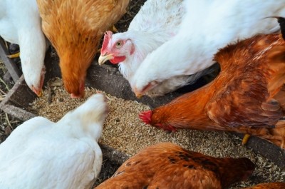 Better Origin wants to replace conventional animal feed with insects to cut food waste and carbon emissions while boosting food security / Pic: GettyImages-leischkadesign 