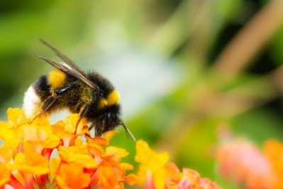Ecotone is on a mission to support nutrition and nature / Pic: Getty-manfredxy 