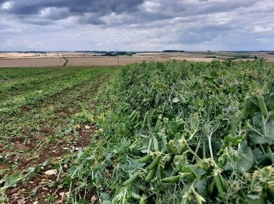 During harvest season (usually early June to early August), the company works around the clock with farmer cooperative The Green Pea Company (GPC) and GXO Logistics to pick and freeze its peas within a 150-minute timeframe.