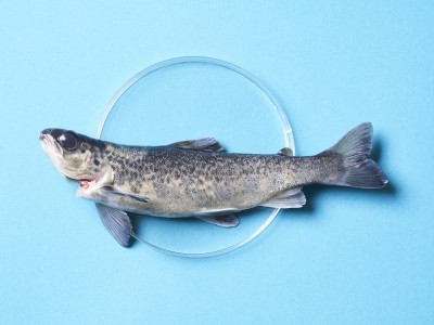 BLUU Seafood raises EUR 16 million in Series A funding to bring cultivated fish to market