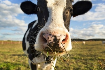 Danone works with dairy farmers in its regenerative agriculture programme. Image Source: Tony C. French/Getty Images