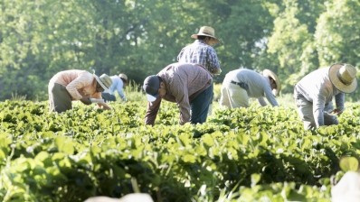 Workers in the food and beverage sector are bearing the brunt of global insecurity – with little to no action being taken to protect them by companies who control the food value chain, according to a new report. Image: Getty/Ariel Skelley