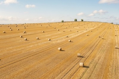 Calorie crops such as wheat are affected by fungi. Source: Justin Paget/Getty Images