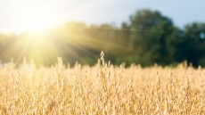 Gluten-Free oats from Finland