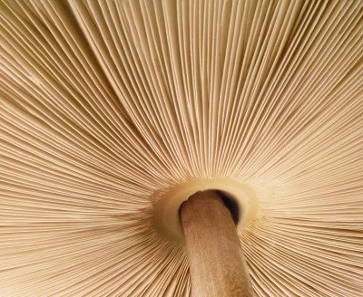 Entrepreneurs are catching on to the magic of mycelium. How are start-ups innovating to bring these versatile, sustainable fungi strains to market? GettyImages/Muriel de Seze