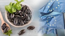 Impact of the new Novel Food process on applicants