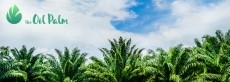 The Story of How Palm Oil Benefits the World