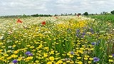 Sustainability and biodiversity in sugar beet fields