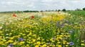 Sustainability and biodiversity in sugar beet fields