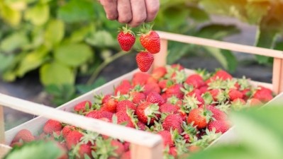 SVZ sustainable fruit & vegetable ingredients for driving F&B innovation