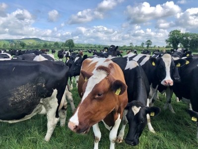 Ireland is renowned for its grass-fed dairy. Image Source: Augustus Bambridge-Sutton