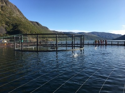 VIDEO: Grieg Seafood on ‘diving’ into the ocean to feed growing populations